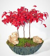 Nadir İthal Bodur Cennet Bonzai Ağacı Tohumu Ekim Seti 5 Tohum Saksı Toprak Kombin thumbnail 3