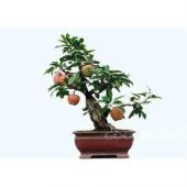 Nadir İthal Elma Bonzai Ağacı Tohumu 3 Tohum Bonsai Tohumu - 4