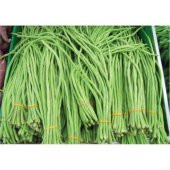 Nadir İthal Çin Fasulyesi Tohumu Ekim Seti Fasulye Tohumu 2 Tohum Saksı Toprak Kombin - 4