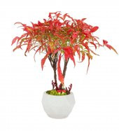 Nadir İthal Bodur Cennet Bonzai Ağacı Tohumu 5 Tohum Bonsai Tohumu - 1