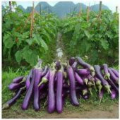 Süper Paket 50 Tohum Nadir İthal Dev Kemer Patlıcan Tohumu - 2