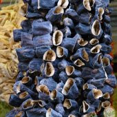 Kurutmalık Dolmalık Antep Patlıcanı Tohumu 10 Tohum Ekim Seti Patlıcan Tohumu Saksı Toprak Kombin thumbnail 3