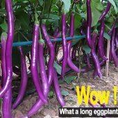 Eko Paket 20 Tohum Nadir İthal Dev Kemer Patlıcan Tohumu thumbnail 3