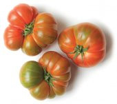 Meşhur Ayaş Domates Tohumu Ekim Seti 10 Tohum Saksı Toprak Kombin - 1