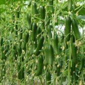 Nadir İthalyan Sırık Salatalık Tohumu Ekim Seti 5 Tohum Saksı Toprak Kombin - 1