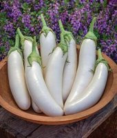 Nadir İthal Beyaz Kemer Patlıcan Tohumu Ekim Seti 5 Tohum Saksı Toprak Kombin - 3