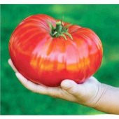 Nadir İthal Dev Hollanda Domates Tohumu Ekim Seti 10 Tohum Saksı Toprak Kombin - 1