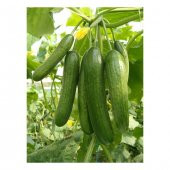 Nadir İthalyan Sırık Salatalık Tohumu Ekim Seti 5 Tohum Saksı Toprak Kombin - 3