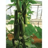 Nadir İthalyan Sırık Salatalık Tohumu Ekim Seti 5 Tohum Saksı Toprak Kombin - 4