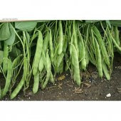 Kılçıksız Yediveren Magnum Fasulye Tohumu Ekim Seti 15 Tohum Fasülye Tohumu Saksı Toprak Kombin thumbnail 1