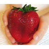 İthal Nadir Dev Çilek Tohumu Ekim Seti Güney Amerika Çileği Tohumu 10 Tohum Saksı Toprak Kombin thumbnail 2