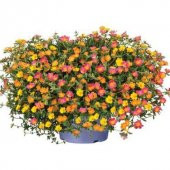 Karışık İpek Şellaki Çiçeği Tohumu 5 Tohum Çiçek Tohumu thumbnail 1