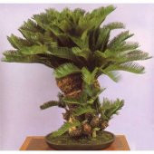 Nadir İthal Palmiye Bonzai Ağacı Tohumu 3 Tohum Bonsai Tohumu - 3