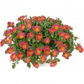 Karışık İpek Şellaki Çiçeği Tohumu 5 Tohum Çiçek Tohumu thumbnail 2