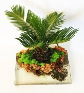 Nadir İthal Palmiye Bonzai Ağacı Tohumu 3 Tohum Bonsai Tohumu - 4