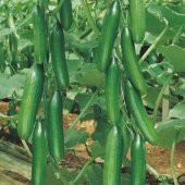 Erkenci Badem Salatalık Tohumu Ekim Seti 10 Tohum Saksı Toprak Kombin thumbnail 3