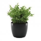 Eko Paket 1000 Tohum Maydanoz Tohumu Geniş Yaprak Maydonoz Tohumu thumbnail 1