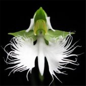 Çok Nadir Japon Radiata Orkide Çiçeği Tohumu 5 Tohum Orkide Tohumu thumbnail 5