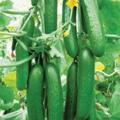 Erkenci Badem Salatalık Tohumu Ekim Seti 10 Tohum Saksı Toprak Kombin thumbnail 4