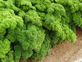 Nadir İtalyan Kıvırcık Maydanoz Tohumu Ekim Seti 100 Tohum Maydonoz Tohumu Saksı Toprak Kombin thumbnail 4