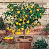 Nadir İthal Saksılık Hint Limon Ağacı Tohumu Ekim Seti 3 Tohum Saksı Toprak Kombin - 1