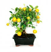 Nadir İthal Limon Bonzai Ağacı Tohumu 5 Tohum Bonsai Tohumu thumbnail 1