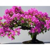 Nadir İthal Erguvan Bonzai Ağacı Tohumu 5 Tohum Bonsai Tohumu - 3