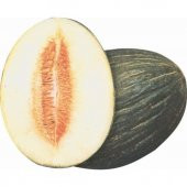 Süper Paket 200 Tohum Meşhur Hasanbey Kışlık Kavun Tohumu - 1