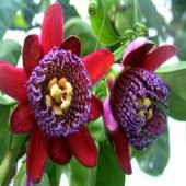 Nadir Passiflora Quadrangularis Tohumu Ekim Seti 3 Tohum Pasiflora Tohumu Saksı Toprak Kombin - 1