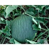 Süper Paket 200 Tohum Meşhur Hasanbey Kışlık Kavun Tohumu - 4