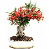 Nadir İthal Kahve Bonzai Ağacı Tohumu 3 Tohum Bonsai Tohumu - 1