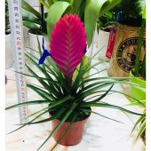 İthal Nadir Tillansia Çiçeği Tohumu Çiçek Tohumu Tilansia 5 Tohum Hava Bitkisi - 2