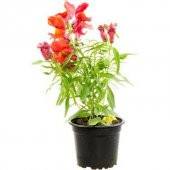 Nadir İthal Bocca Çiçeği Tohumu Çiçek Tohumu Ekim Seti 10 Tohum Saksı Toprak Kombin - 1