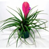 İthal Nadir Tillansia Çiçeği Tohumu Çiçek Tohumu Tilansia 5 Tohum Hava Bitkisi - 3