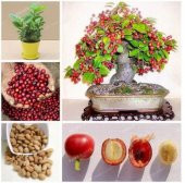 Nadir İthal Kahve Bonzai Ağacı Tohumu 3 Tohum Bonsai Tohumu - 4