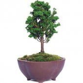 Nadir İthal Selvi Bonzai Ağacı Tohumu 5 Tohum Bonsai Tohumu thumbnail 1