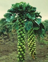 Nadir Brüksel Lahana Tohumu Ekim Seti 25 Tohum Brüksel Lahanası Tohumu Saksı Toprak Kombin thumbnail 2