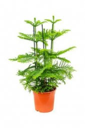 Nadir İthal Bodur Arokarya Ağacı Tohumu 6 Tohum Salon Çamı Tohumu thumbnail 2