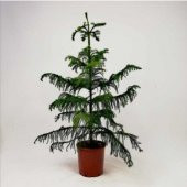 Nadir İthal Bodur Arokarya Ağacı Tohumu 15 Tohum Salon Çamı Tohumu thumbnail 3