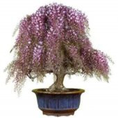 Nadir İthal Kıbrıs Akasya Bonzai Ağacı Tohumu 5 Tohum Bonsai Tohumu - 1