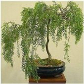 Nadir İthal Kıbrıs Akasya Bonzai Ağacı Tohumu 5 Tohum Bonsai Tohumu - 2