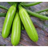 Süper Paket 75 Tohum Meşhur Sakız Kabak Tohumu Şehir Kabağı Tohumu Beyaz Kabak Tohumu - 4