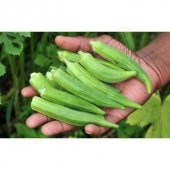 Süper Paket 250 Tohum Meşhur Bamya Tohumu - 3