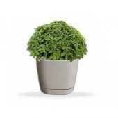 Süper Paket 500 Tohum Meşhur Mis Kokulu Nane Tohumu - 1