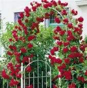 Nadir Yediveren Kırmızı Sarmaşık Gül Tohumu Ekim Seti 5 Tohum Saksı Toprak Kombin - 1