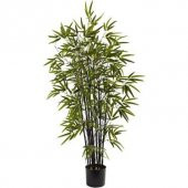 Saksılık Nadir İthal Kara Bambu Tohumu Ekim Seti 5 Tohum Saksı Toprak Kombin - 1