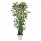 Saksılık Nadir İthal Yeşil Bambu Tohumu 5 Tohum - 1