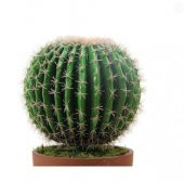 Saksılık Nadir İthal Dev Kaktüs Tohumu 5 Tohum thumbnail 1