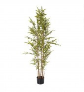 Saksılık Nadir İthal Yeşil Bambu Tohumu 5 Tohum - 2