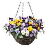 Saksılık Karışık Hercai Menekşe Çiçeği Tohumu Ekim Seti 5 Tohum Çiçek Tohumu Saksı Toprak Kombin - 1